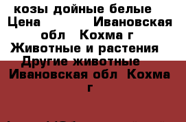 козы дойные белые  › Цена ­ 5 000 - Ивановская обл., Кохма г. Животные и растения » Другие животные   . Ивановская обл.,Кохма г.